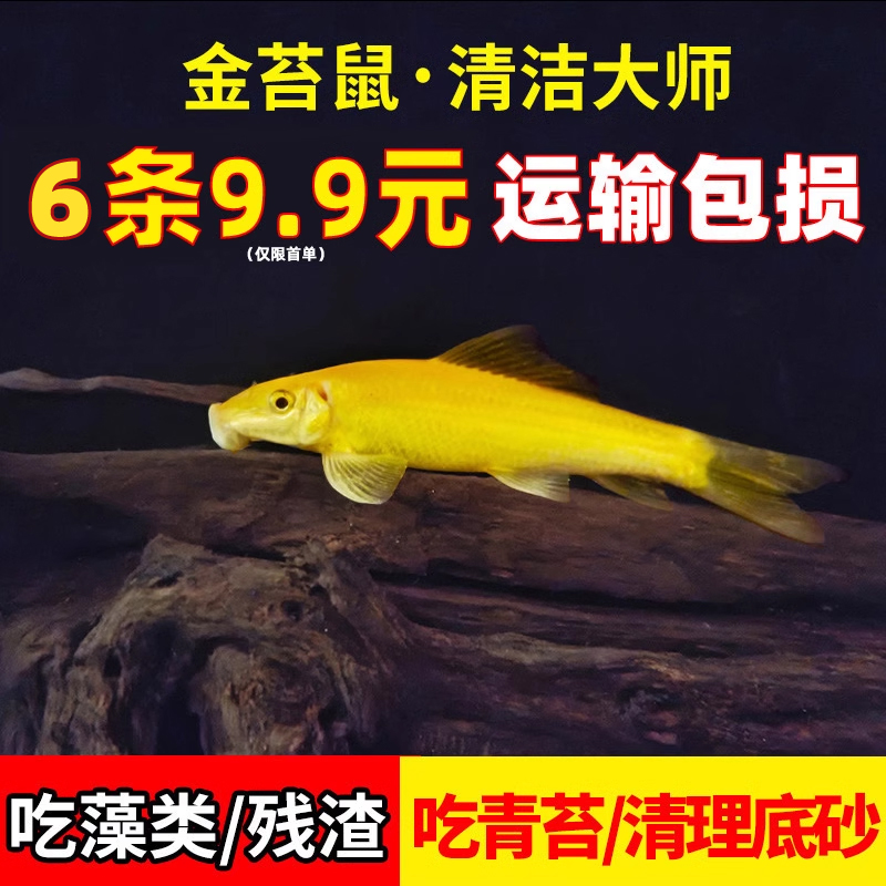 清道夫鱼缸清洁工鱼金苔鼠除藻吃鱼屎工具鱼淡水青苔鼠热带观赏鱼