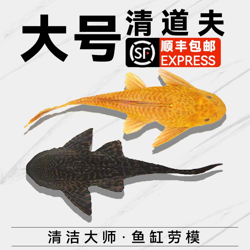 清道夫鱼缸清洁工鱼活体观赏热带淡水专吃屎垃圾粪便清理藻类残饵