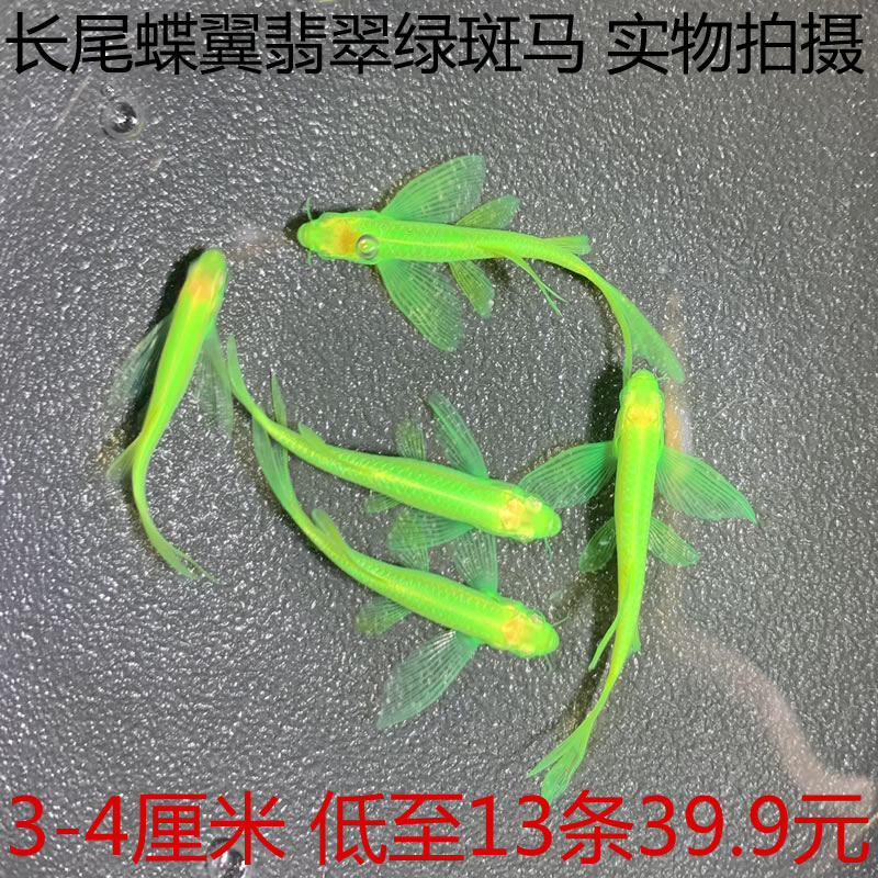 蝶翼长尾大帆斑马鱼绿翡翠紫仙红龙凤青苹果白金小型热带活体观赏