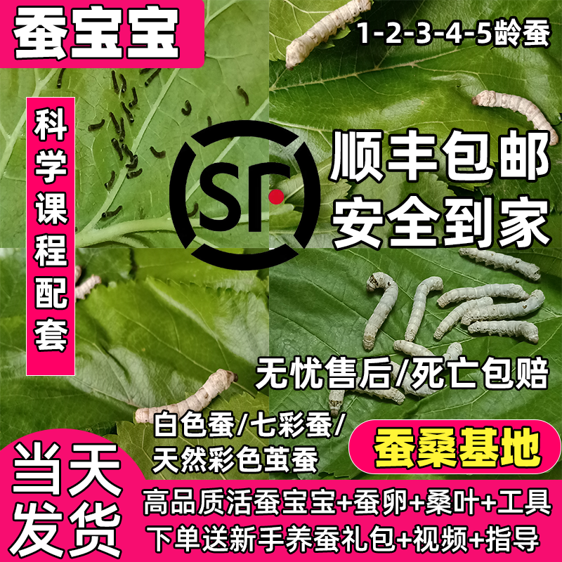 蚕宝宝活物幼蚕活体学生养蚕套装七彩蚕春蚕蚕卵1龄234龄新鲜桑叶