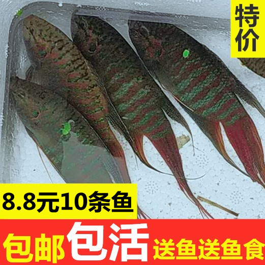 中国斗鱼普叉活体鱼苗淡水观赏鱼花手巾冷水鱼好养耐养不换水活鱼图片
