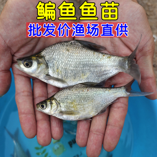 武昌鱼苗淡水养殖食用鳊鱼苗活体扁鱼小鳊鱼三角鲂团头鲂鱼苗