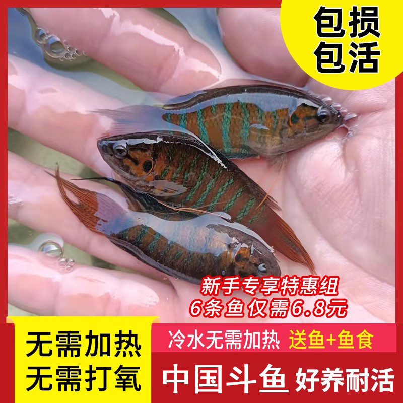 中国斗鱼活体活鱼淡水冷水普叉蓝鱼