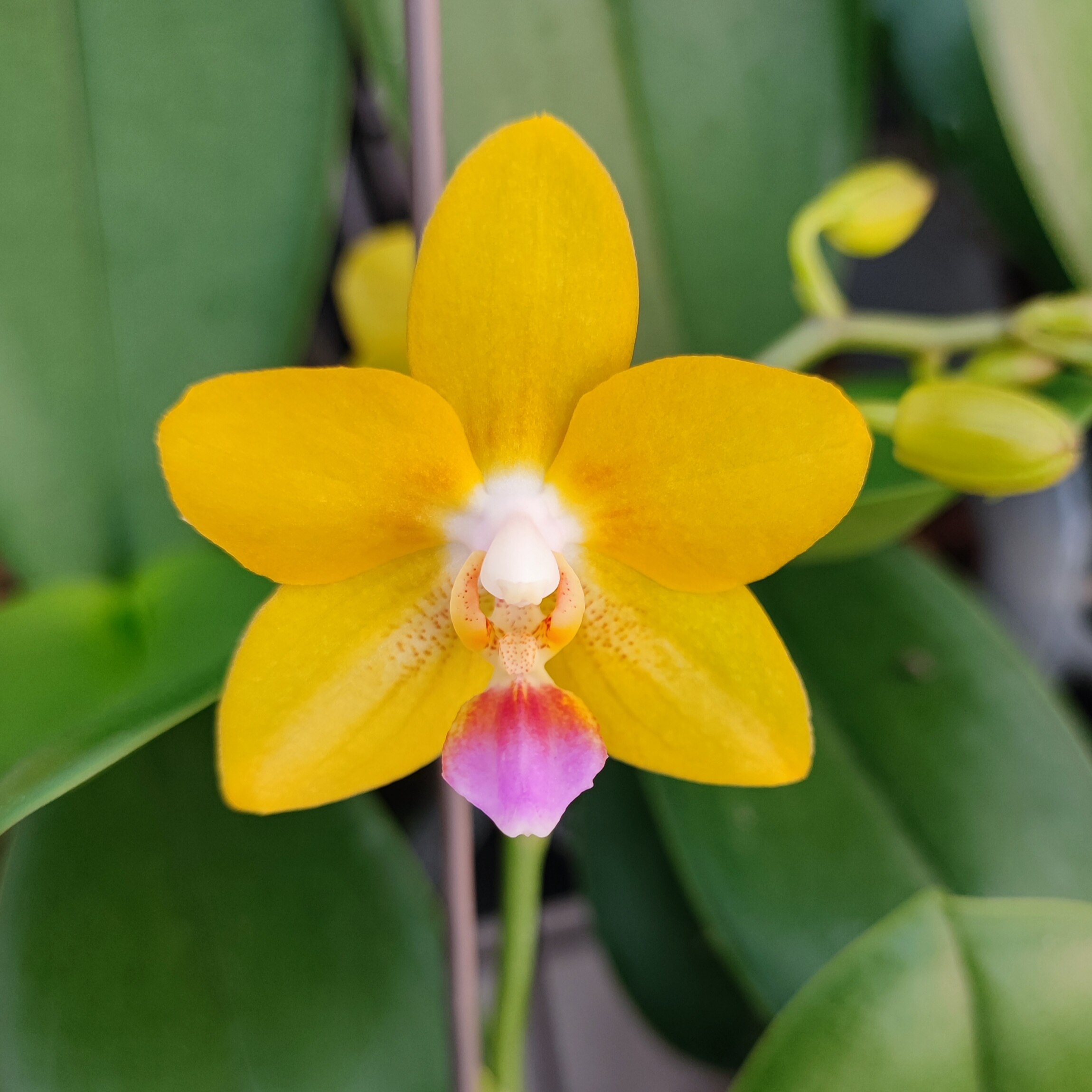 带有香味系列 蝴蝶兰 潘多拉 迷迭香 金树二代 香奈儿 室内盆栽