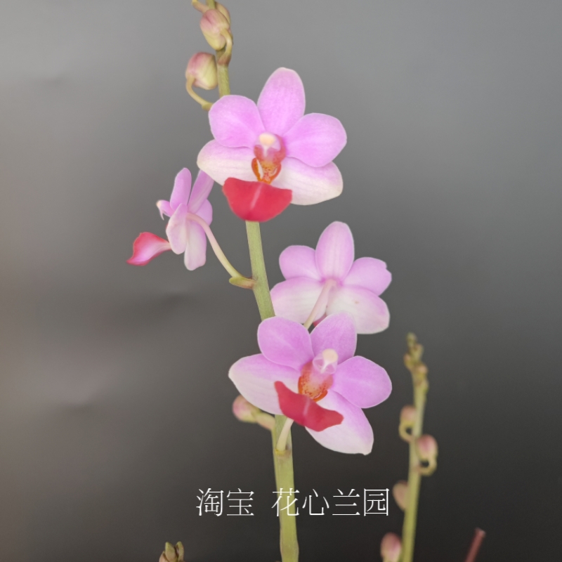 迷你花型蝴蝶兰 刘氏天使 小茴紫 蓝星 粉红三太子 室内花卉盆栽
