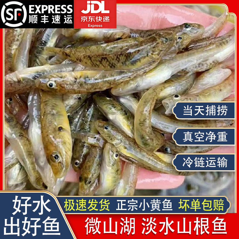 【顺丰冷链】山根鱼微山湖小黄鱼