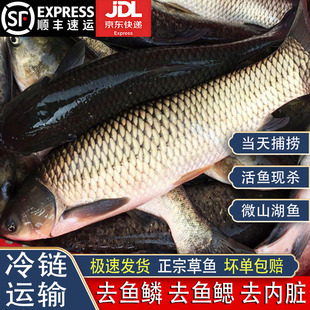 微山湖新鲜草鱼厚子鱼淡水鱼皖鱼去鱼鳞鱼鳃内脏净重发货现杀现发