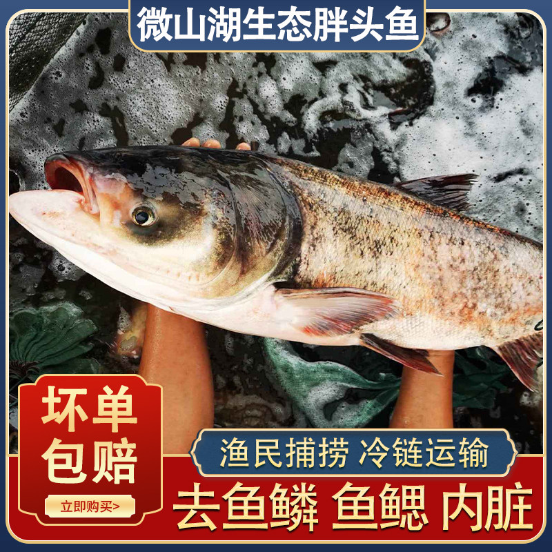微山湖新鲜胖头鱼生态花鲢渔民捕捞现杀发货鳙鱼大头鱼头鱼身鱼尾