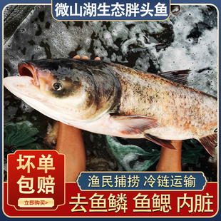 微山湖新鲜胖头鱼生态花鲢渔民捕捞现杀发货鳙鱼大头鱼头鱼身鱼尾