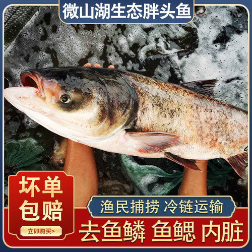 微山湖新鲜胖头鱼生态花鲢淡水鱼