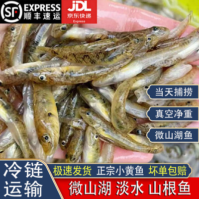 【顺丰冷链】山根鱼微山湖小黄鱼
