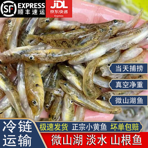 【顺丰冷链】山根鱼微山湖小黄鱼