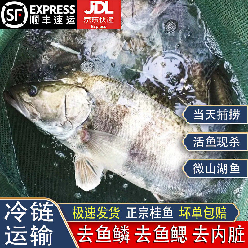 微山湖生态桂鱼淡水鱼渔民捕捞新鲜现杀发货季花鱼冰鲜鳜鱼桂花鱼