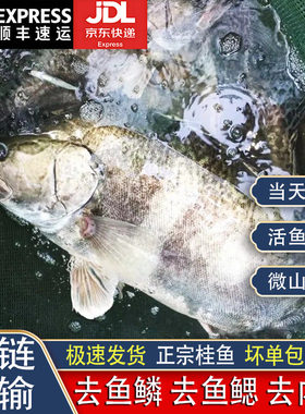 微山湖生态桂鱼淡水鱼现杀发货