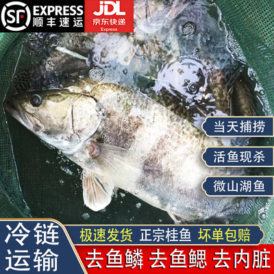 微山湖生态桂鱼淡水鱼现杀发货