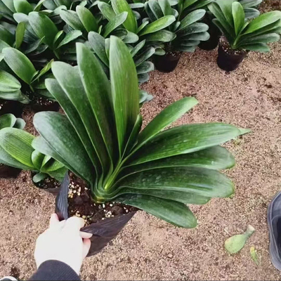 君子兰盆栽四季好养10-14叶子原盆原土室内当年开花阳台绿植