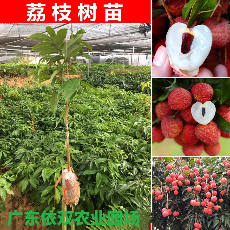 广东高州科技一号荔枝嫁接苗广东良品嫁接高州树苗高产2年苗带叶