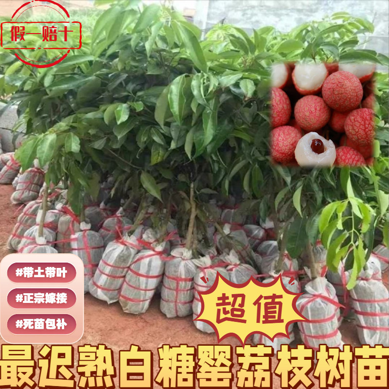广东迟熟白糖罂荔枝包邮保真图片