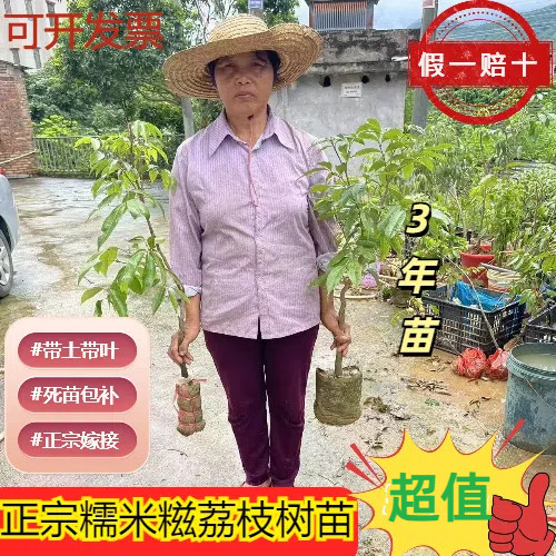 糯米糍嫁接树苗3年苗包邮保真