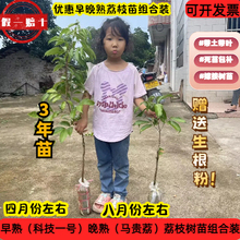 晚熟早熟荔枝树苗自由组合马贵荔糯米糍白糖罂桂味可自由搭树苗