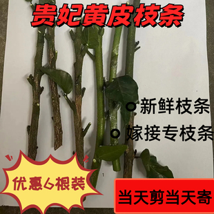 贵妃黄皮嫁接枝条新鲜现剪贵妃黄皮芽条正宗枝条6根装广东贵妃黄