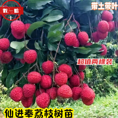 广东仙进奉荔枝两年苗包邮保真