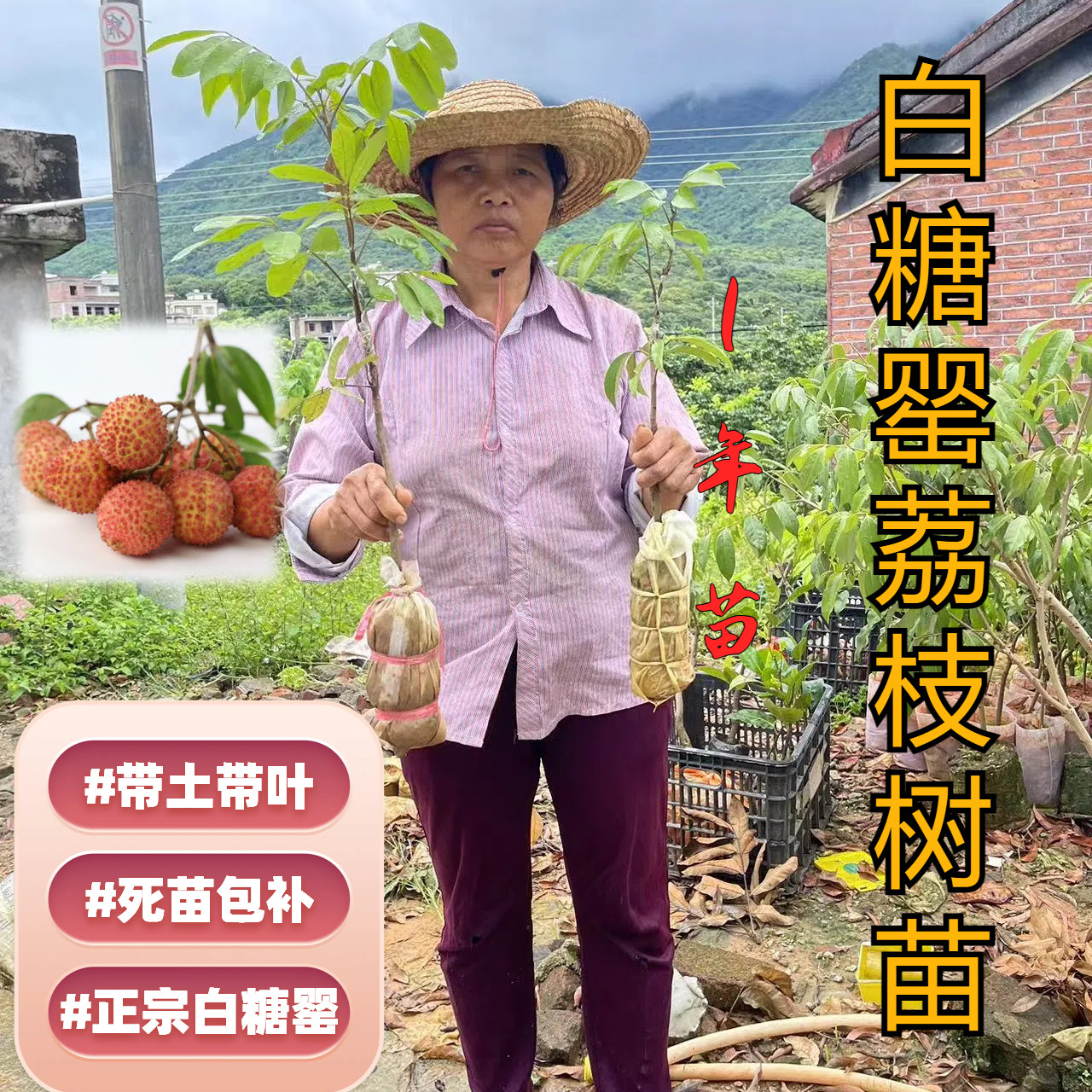 白糖罂荔枝树苗1年苗2棵包邮保真图片