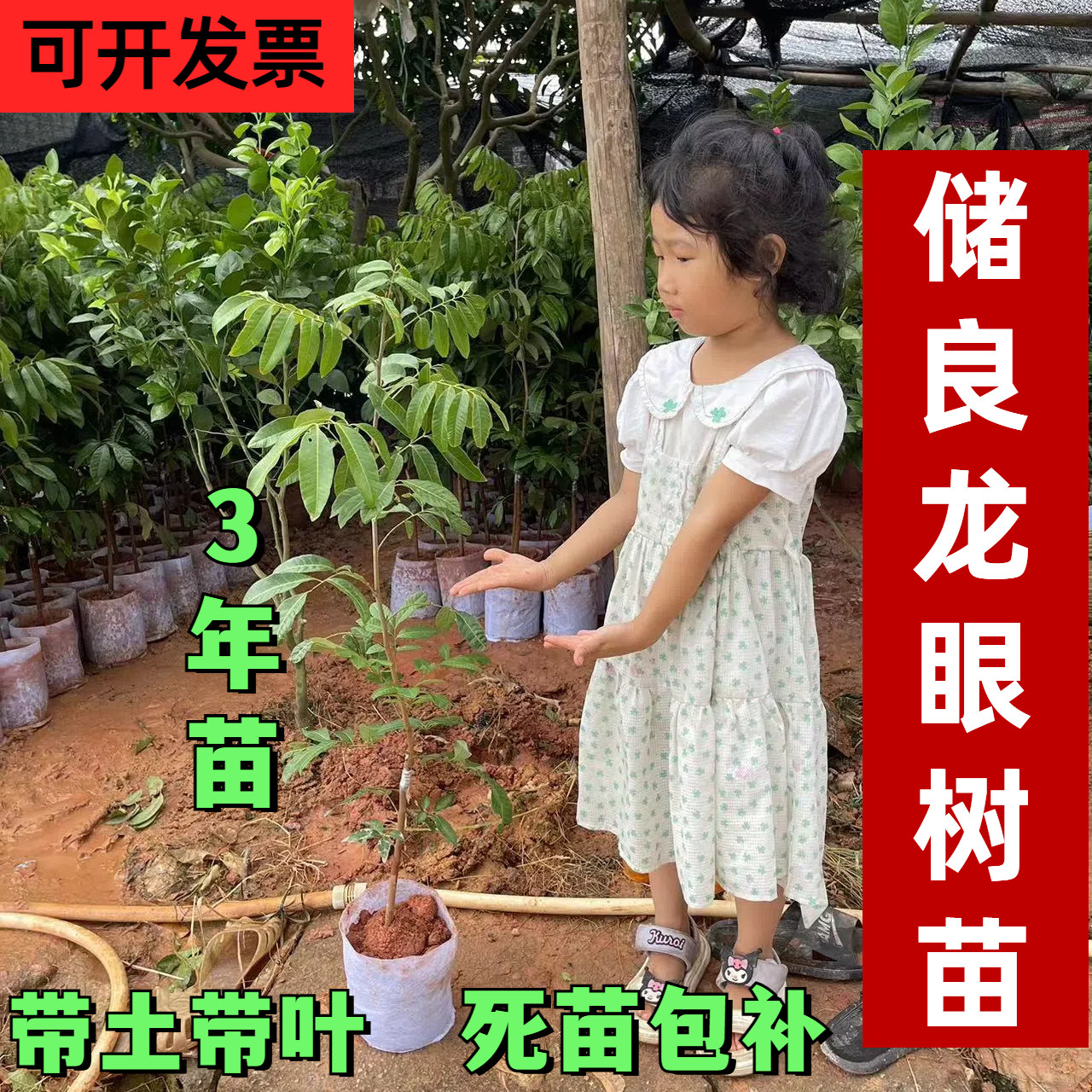 正宗广东储良龙眼果树苗储良龙眼成活率高带土龙眼3年苗圆苗高州
