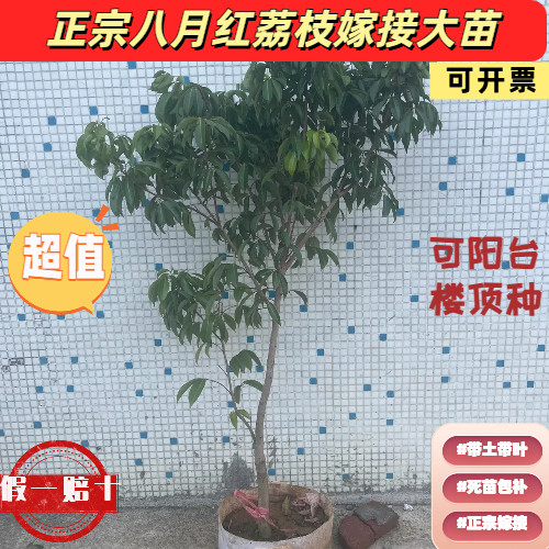 八月红荔枝嫁接大苗六年带土带叶可阳台楼顶种广东成活率高马贵荔