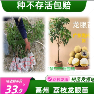 广东高州龙眼良品嫁接高产龙眼苗龙眼果树苗2年苗南方种植早产果