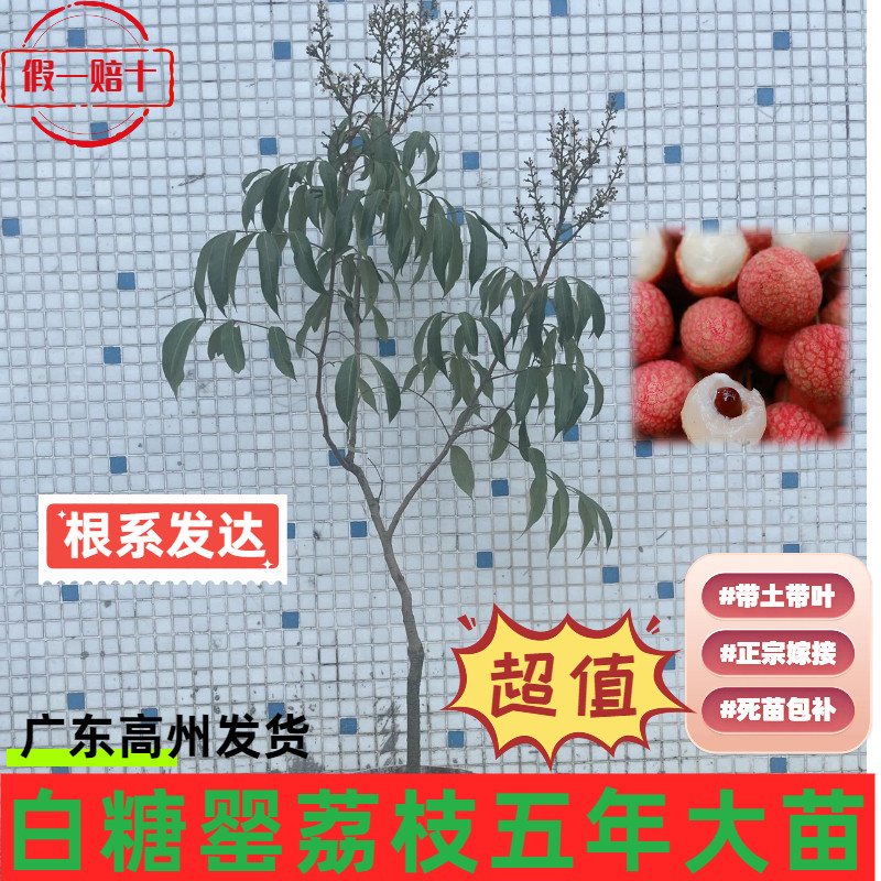 正宗白糖罂荔枝大苗包邮保真广东图片
