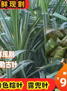 新鲜现割去刺露兜叶特色粽子叶勒古叶长至150cm左右特色绞古叶