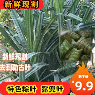 新鲜现割去刺露兜叶特色粽子叶勒古叶长至150cm左右特色绞古叶