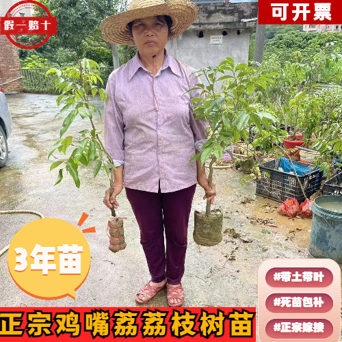 正宗3年鸡嘴荔荔枝树苗包邮保真