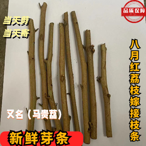 新鲜八月红荔枝嫁接枝条接芽条6条马贵荔嫁接枝条荔枝嫁接现剪正