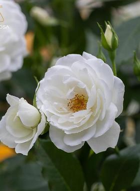 天藤狼月季冰门山大型本月季阳台庭院月OUL藤季多季节开花拱花墙