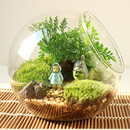 微景观斜口玻璃花瓶 水晶玻璃家居饰品 苔藓 多肉DIY生态瓶