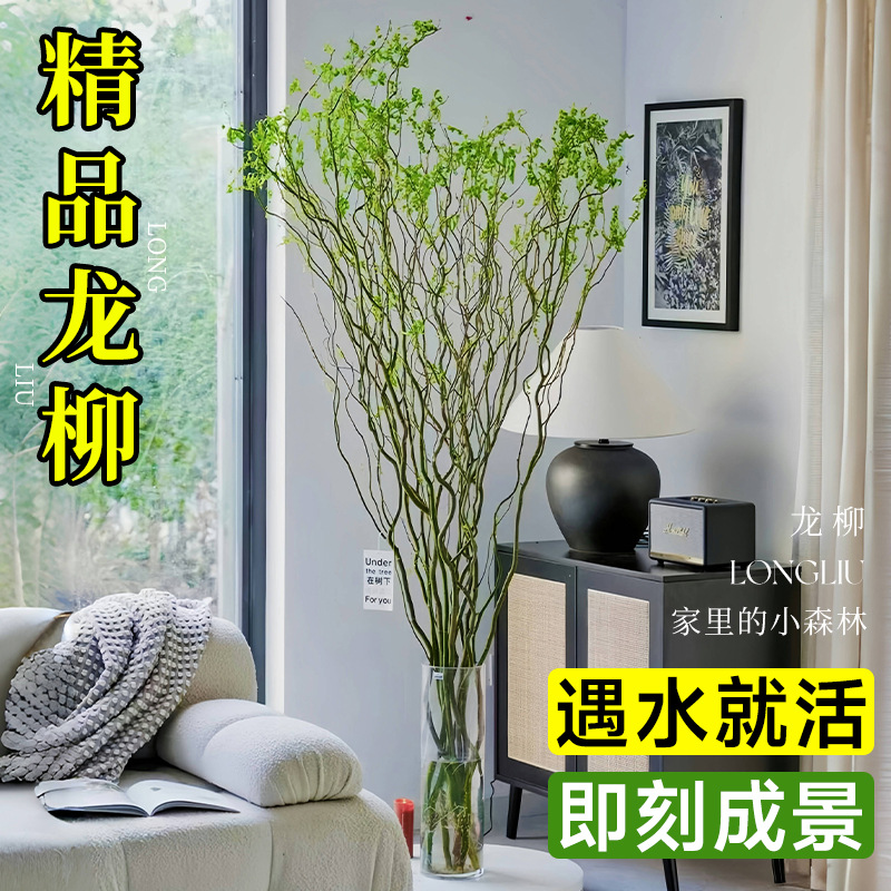 水培植物龙柳鲜枝客厅绿植花卉
