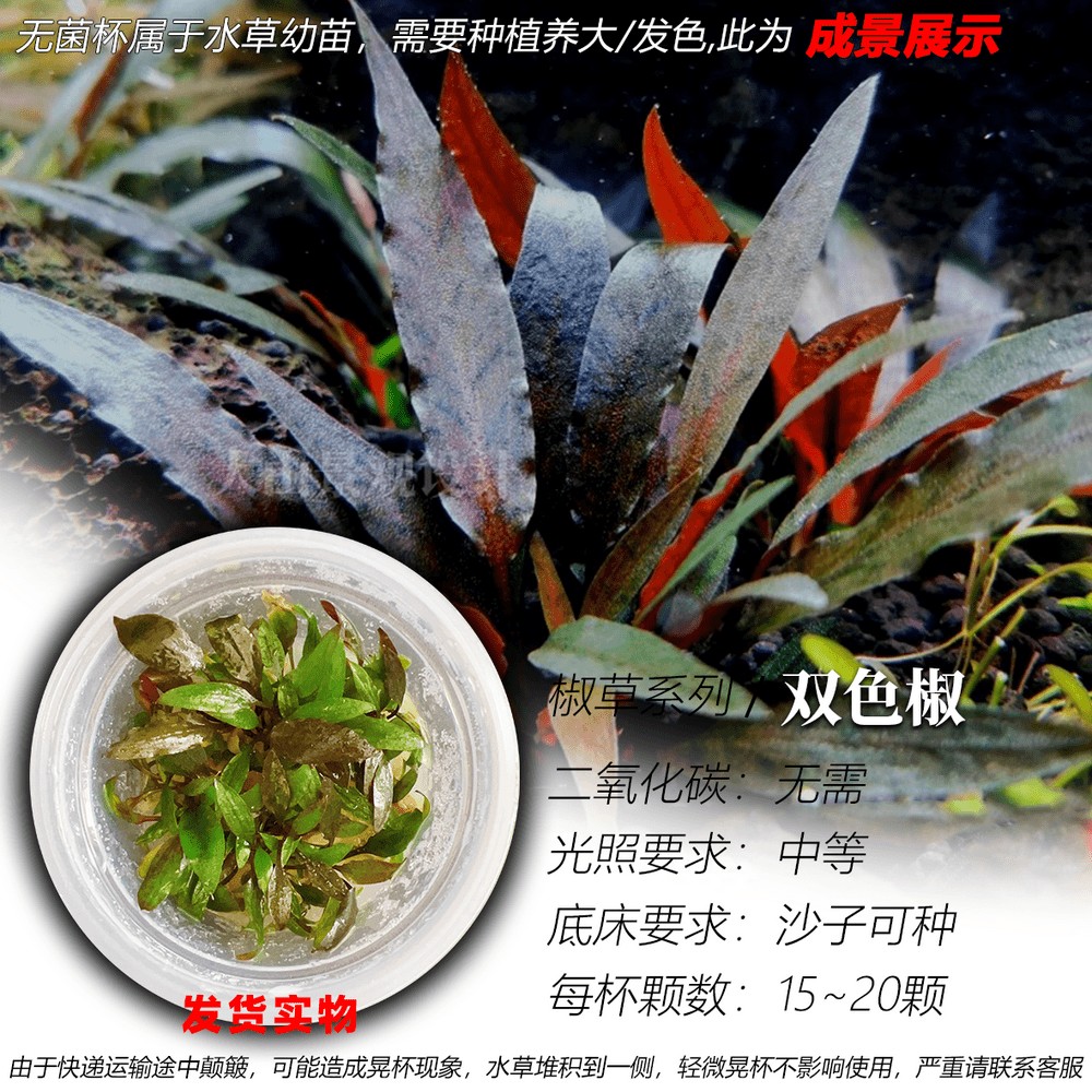 双色椒草无菌杯水草鱼缸中前景