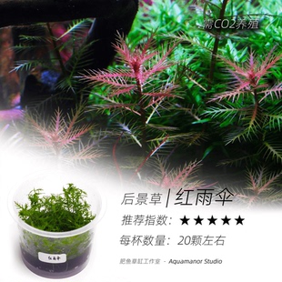 红雨伞水草无菌杯鱼缸造景中后景草缸增氧新手耐养活水下叶真水草