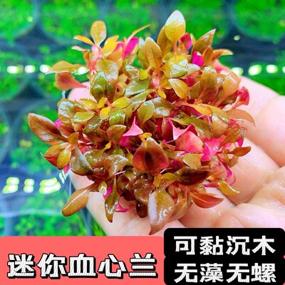 迷你血心兰无菌杯鱼缸水前景