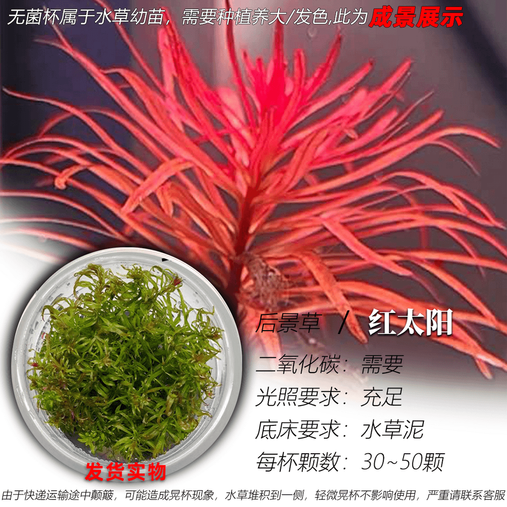 红太阳meta水草无菌杯鱼缸造景中后景新手懒人阳性淡水好养耐低温,宠物/宠物食品及用品,水草,淘宝优惠券,粉丝福利购,淘宝优惠卷