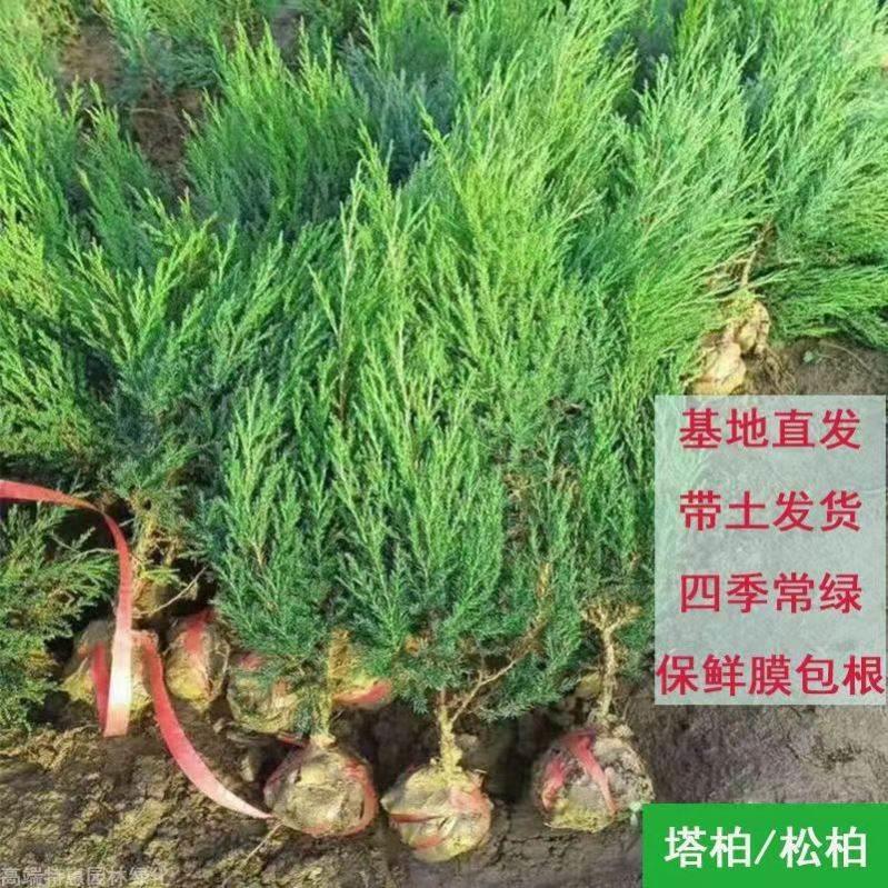柏树树苗塔柏松树树苗侧柏扁柏松树龙柏四季常青圆松宝塔松工程苗