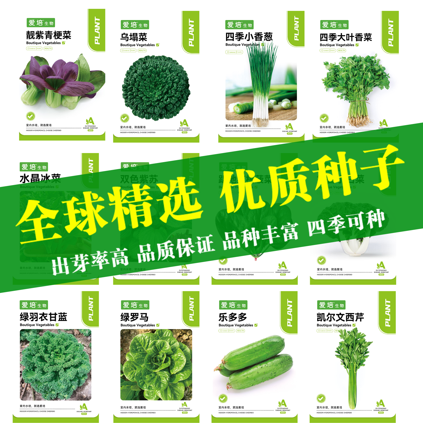 生菜鸡毛菜青菜红苋菜羽衣甘蓝种籽叶菜类种子合集