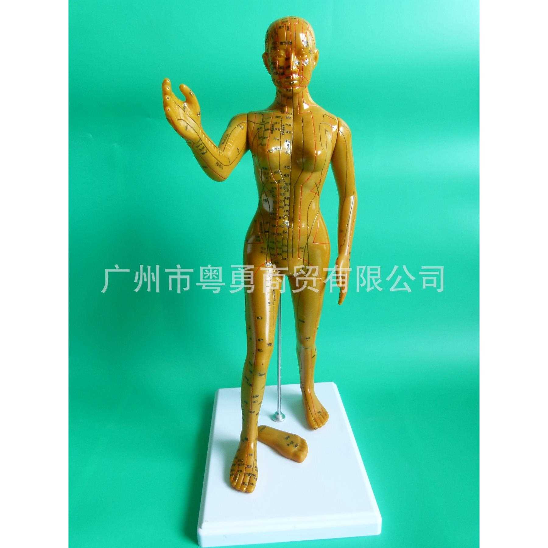 新款直销清晰刻字版 字体人体经络模型针灸穴位模型女50cm 铜色十