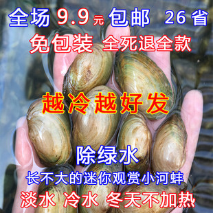 迷你小河蚌苗活体淡水冷水观赏原生小型水族宠物旁皮鳑鲏繁殖