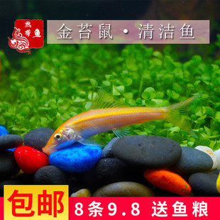 金苔鼠除藻清缸工具鱼吃青苔花斑金台鼠青苔鼠清洁底栖活体清道夫