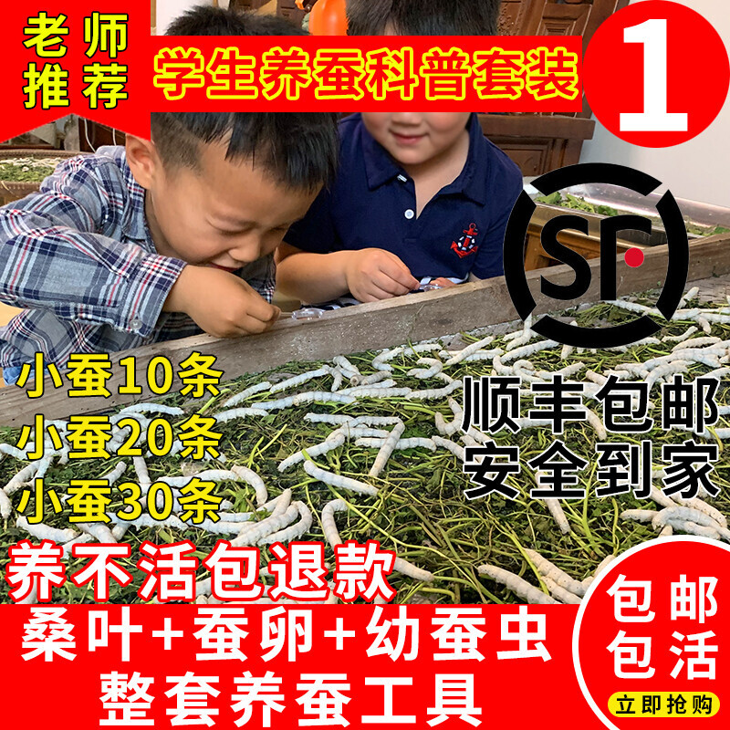 蚕宝宝活体春蚕儿童学生养蚕套装蚕卵幼虫1龄234送工具嫩桑叶鹅毛
