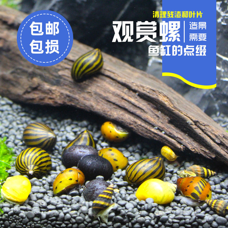 观赏螺活体除藻螺宠物螺淡水螺苹果螺斑马螺洋葱螺杀手螺工具螺