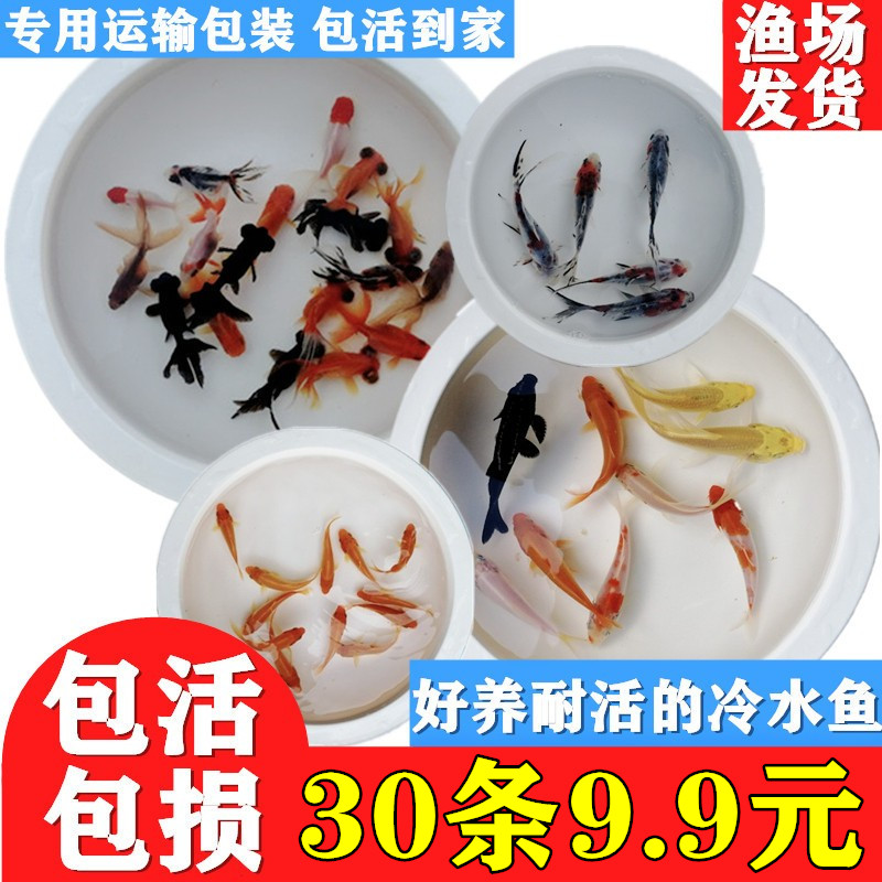 金鱼活鱼冷水观赏鱼小型练手鱼红草金鱼好养耐活鱼淡水锦鲤小鱼苗
